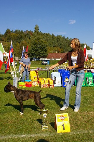 www.boxer-show.eu